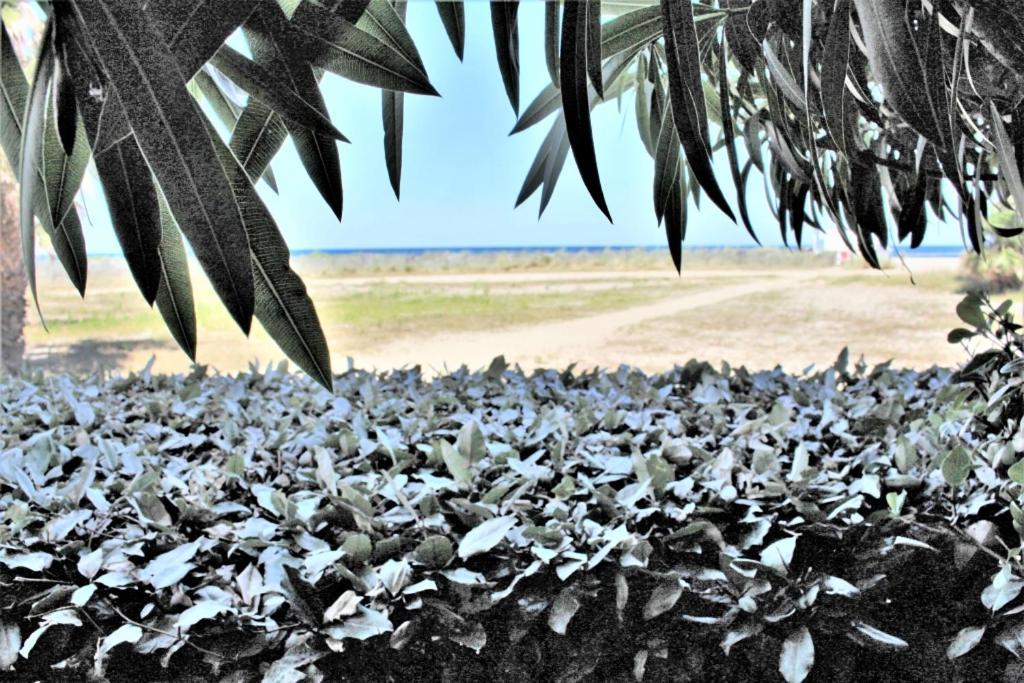 Mer Er Plage 403 Saint-Cyprien  Buitenkant foto